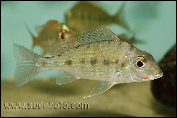 Tylochromis polylepis